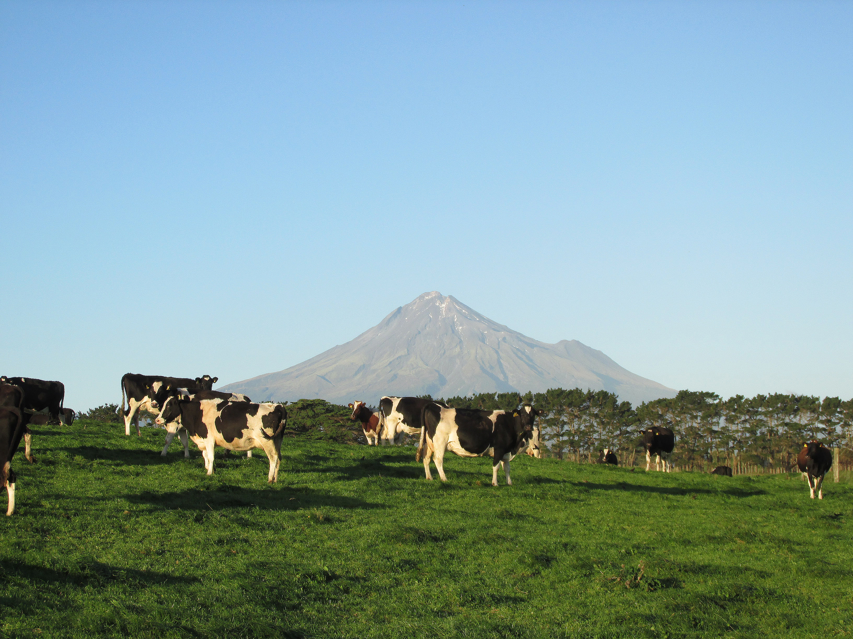 cows in pasture