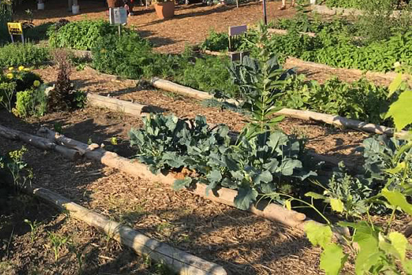 garden in rows