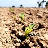 seeds emerging from soil