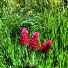 red clover flower