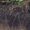 soil profile with roots