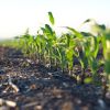 rows of corn