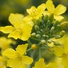 yellow canola flower