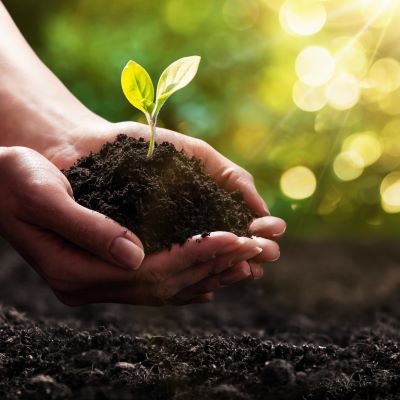 Hands holding soil with a small plant growing out of it.