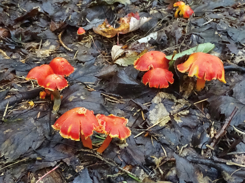 Group of red mushrooms growing in soil.