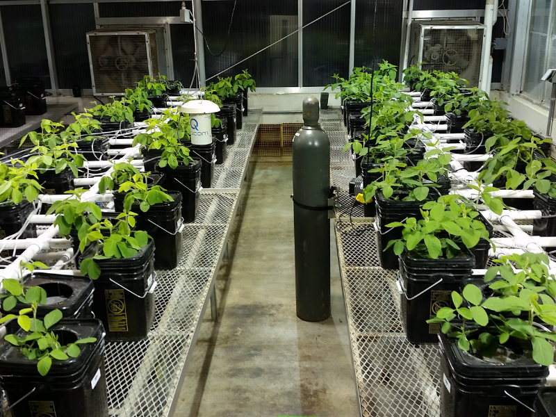 dozens of soybean plants in containers in greenhouse with carbon dioxide tank in the middle