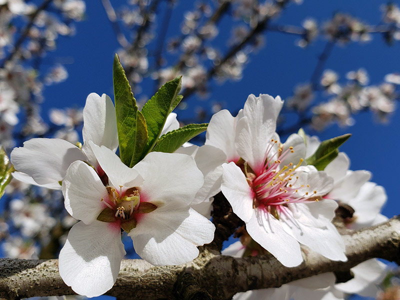 two white and pink almond blossoms 