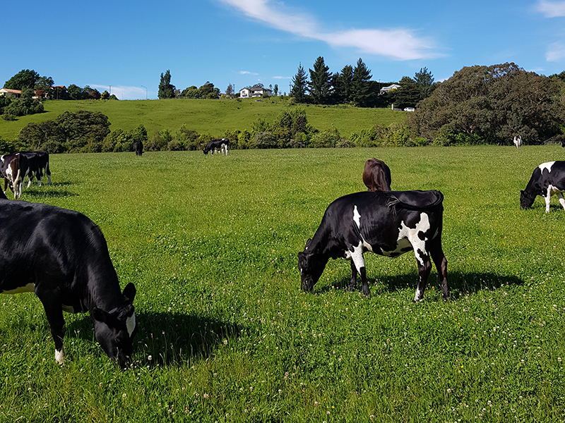 cows in pasture