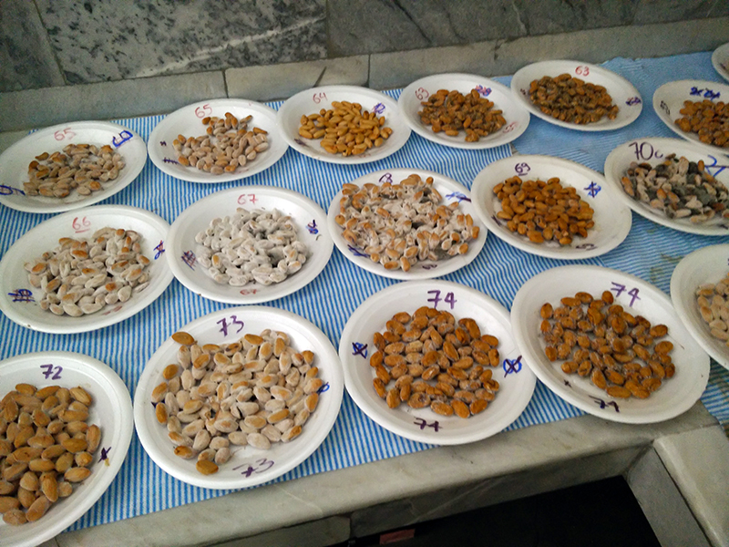 plates with cacao bean samples