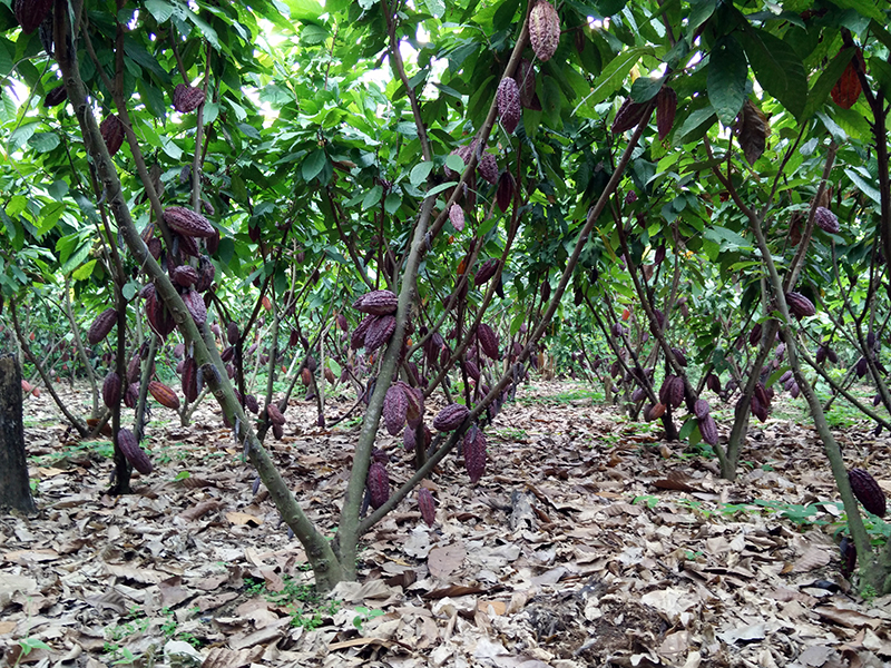 cacao tree with pods