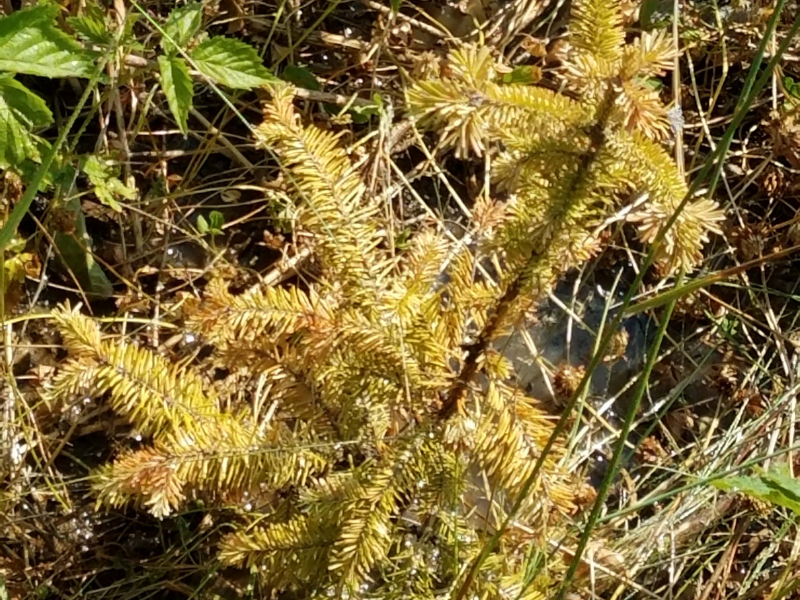 conifer tree showing symptoms of stress due to biochar application