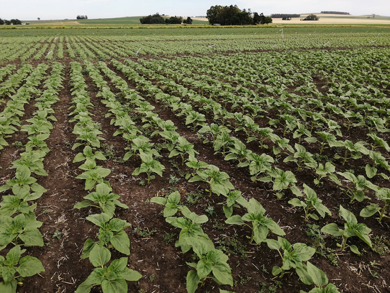 field of young sunflowers