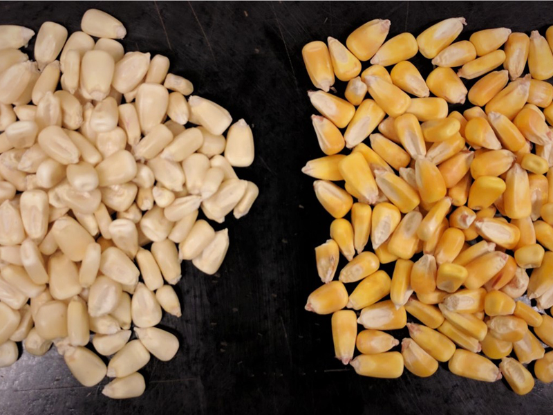 Masa comparison - left is white, right is yellow.