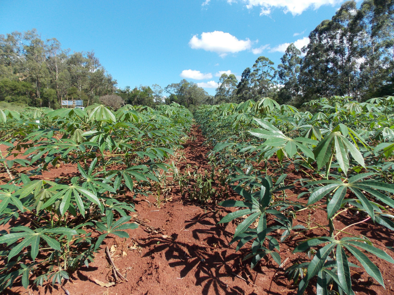 cassava plants growing in field