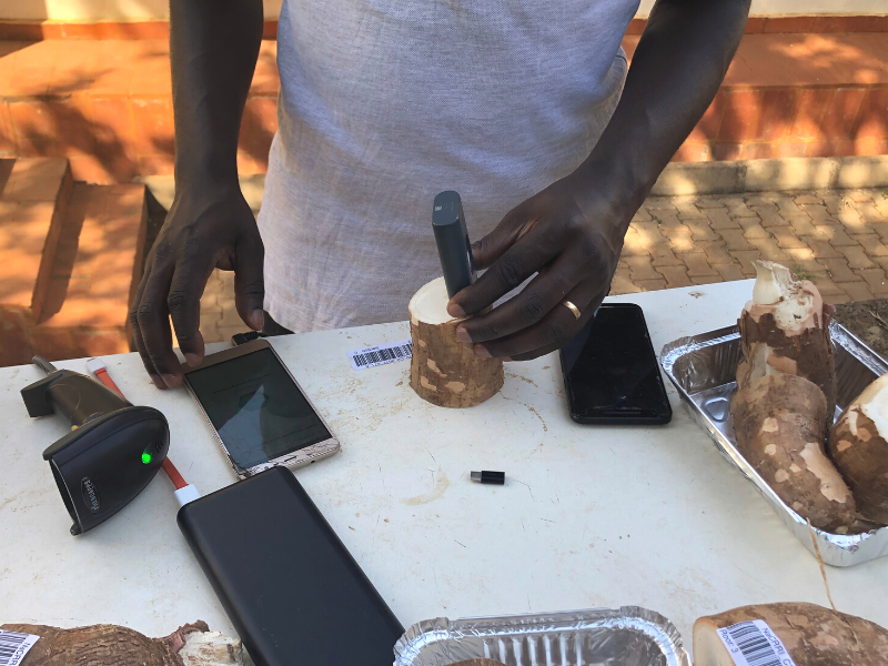 hands using handheld spectrometer on cassava roots