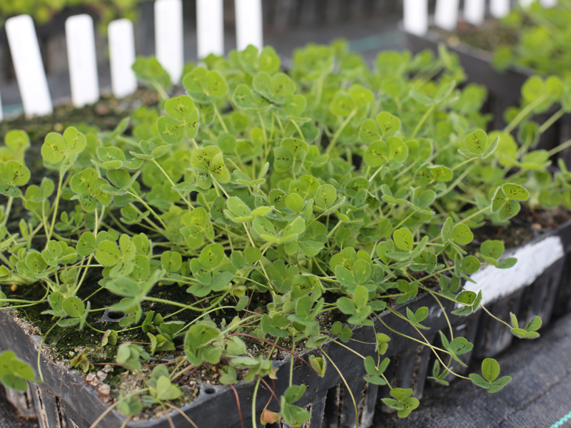 White clover plants.