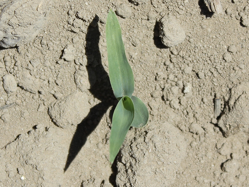 young sorghum plant