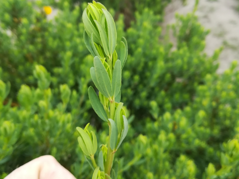 hand holding shoot growth of honeybush species