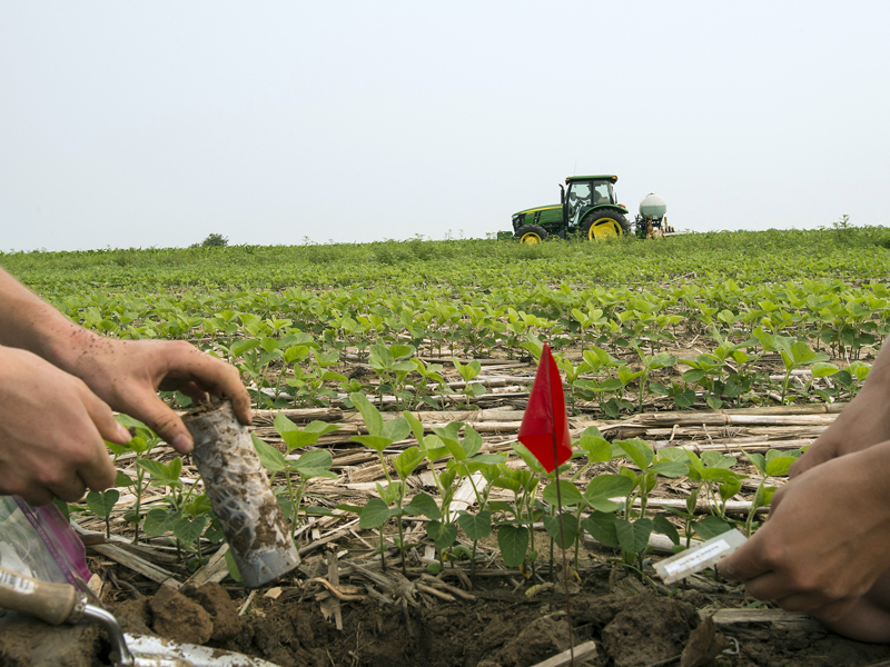 Students pull up a round of litterbags and root cores from the cereal rye-soybean plot.