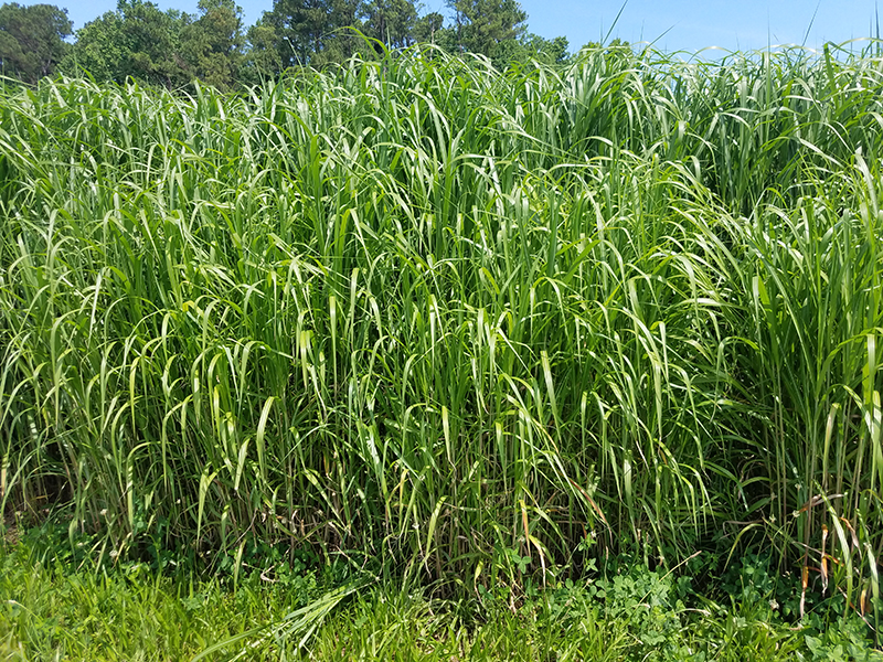 Tall grassy field of miscanthus bioenergy crop