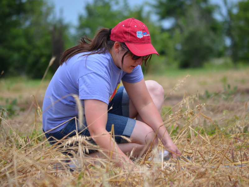 female scientist wearing hat and sunglasses kneeling in oat cover crop field measuring infiltration rates