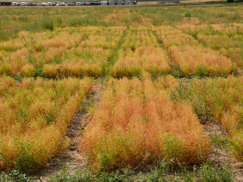 plots of lentil crops in field