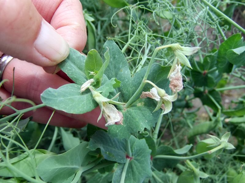 hand holding pea plant with pea blossoms