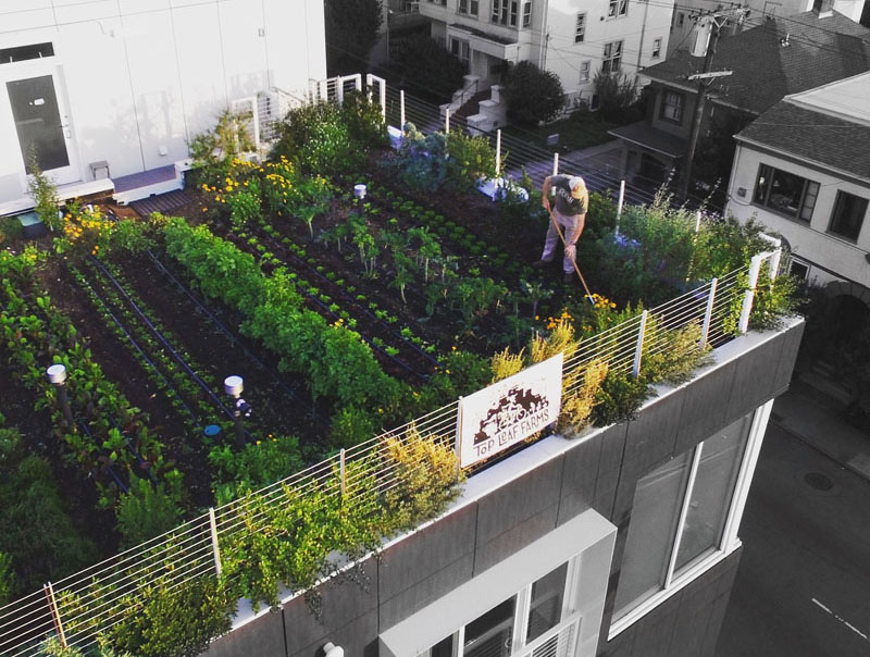 Gardening on a rooftop