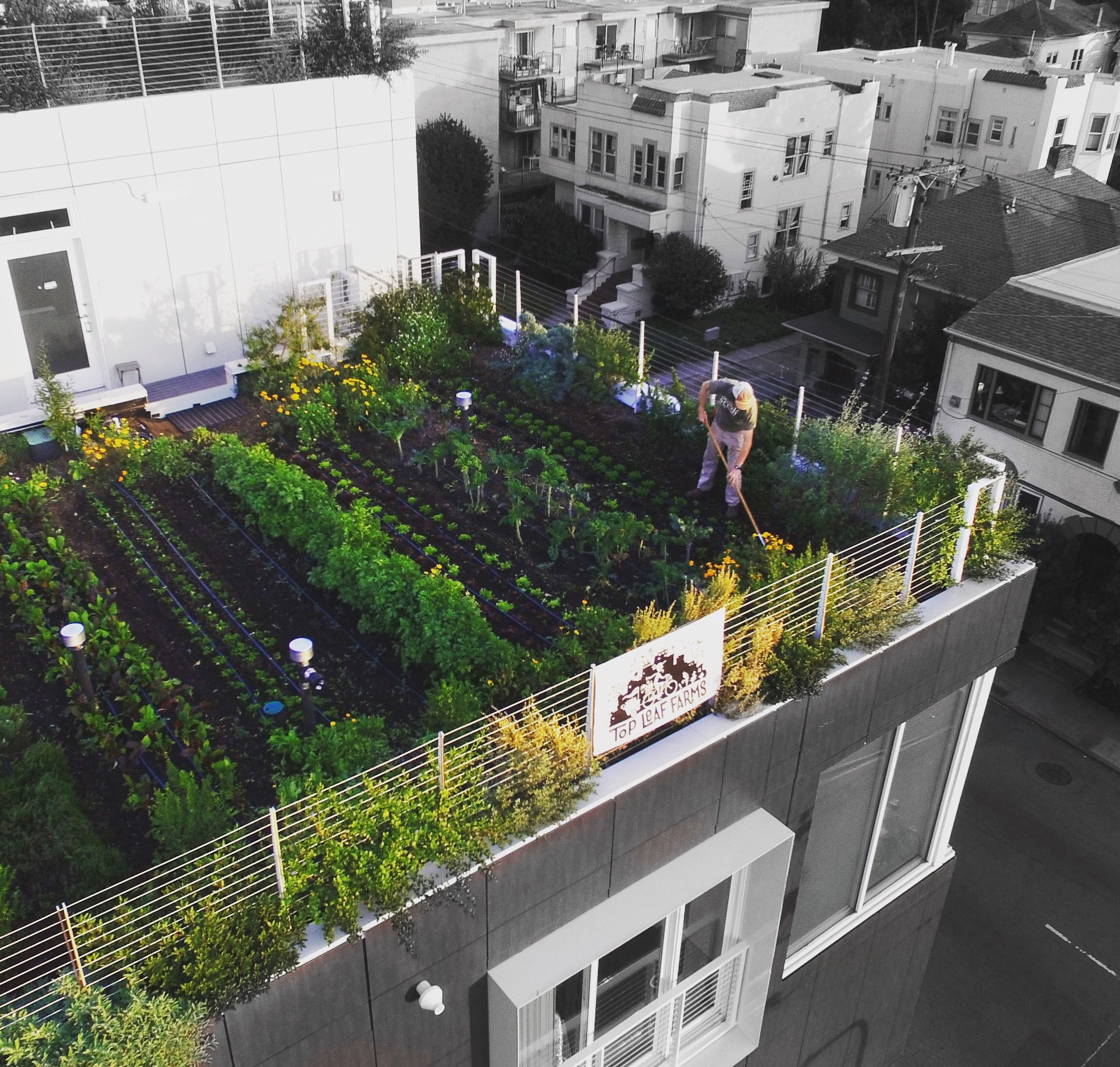 person working on city rooftop garden