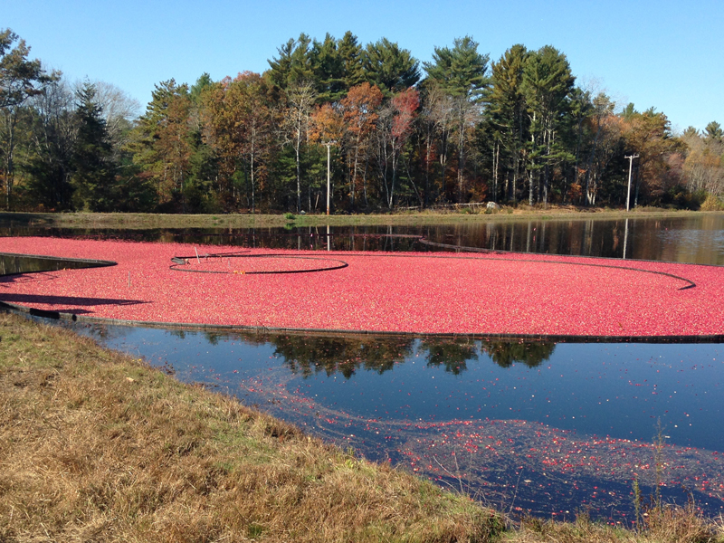 cranberries floating in blog during harvest