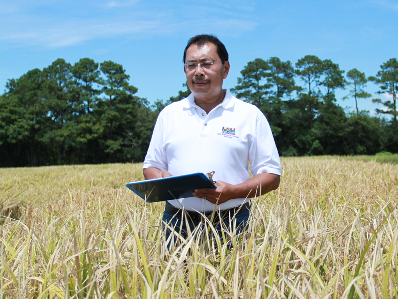 Man in rice field holding tablet