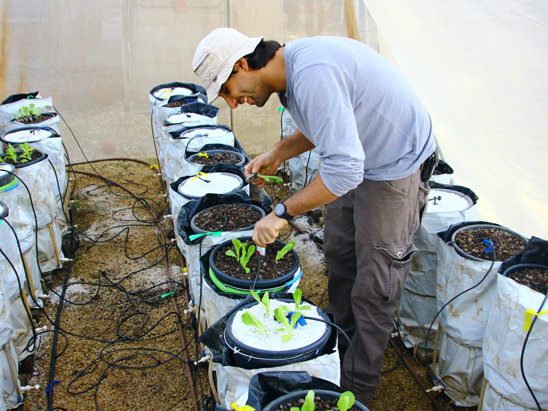 Student looking at lettuce in pails