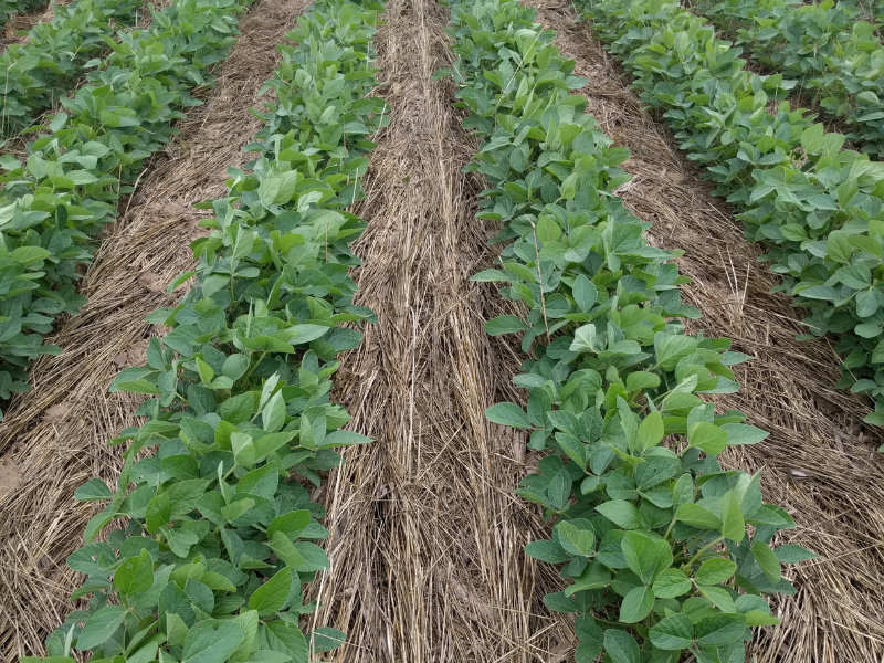 soybeans growing in field