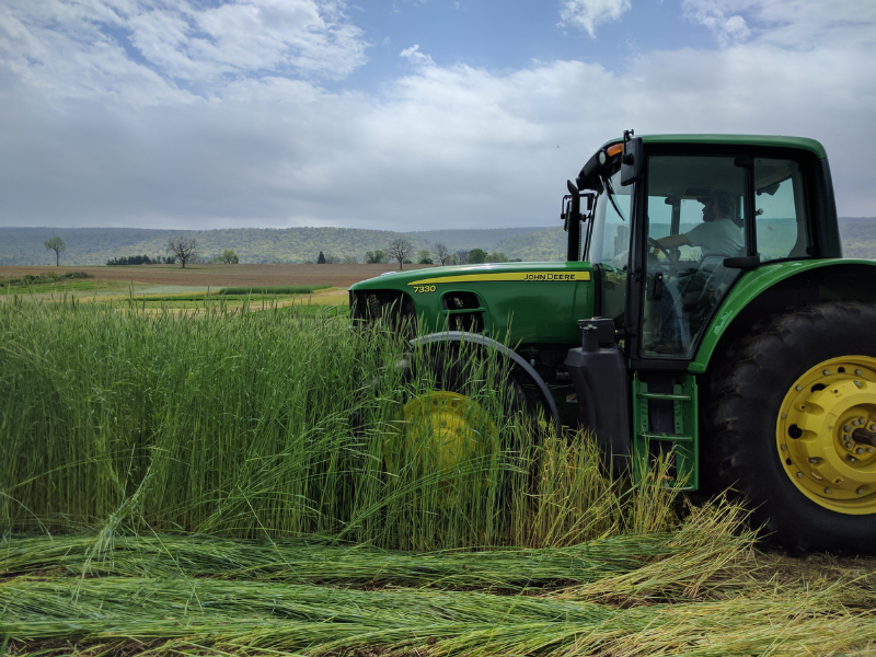 tractor drives through field of rye plants with sky in background