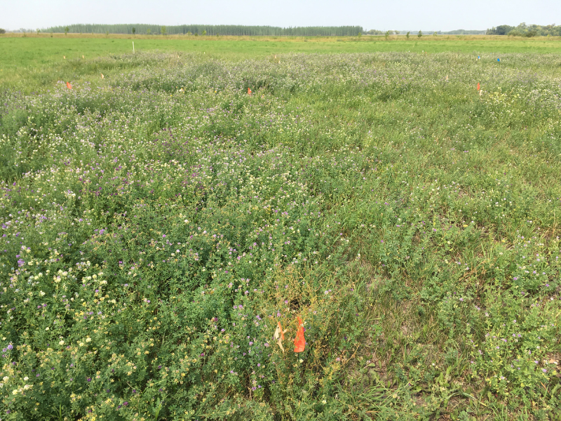 field of alfalfa-grass forage showing effect of struvite fertilizer