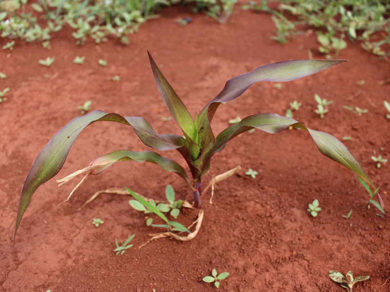 Corn with phosphorus deficiency