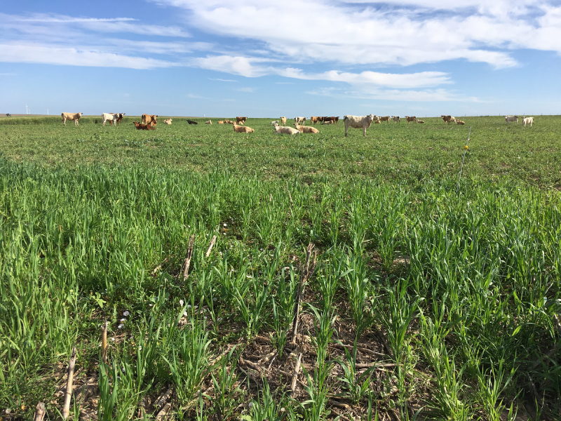 cover crop field after grazing from cattle with cows and sky in background