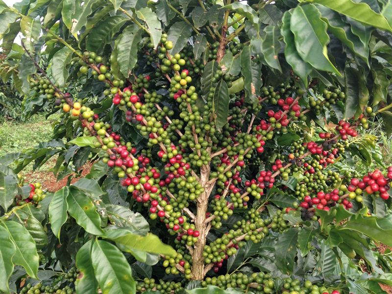 Coffee beans on plant