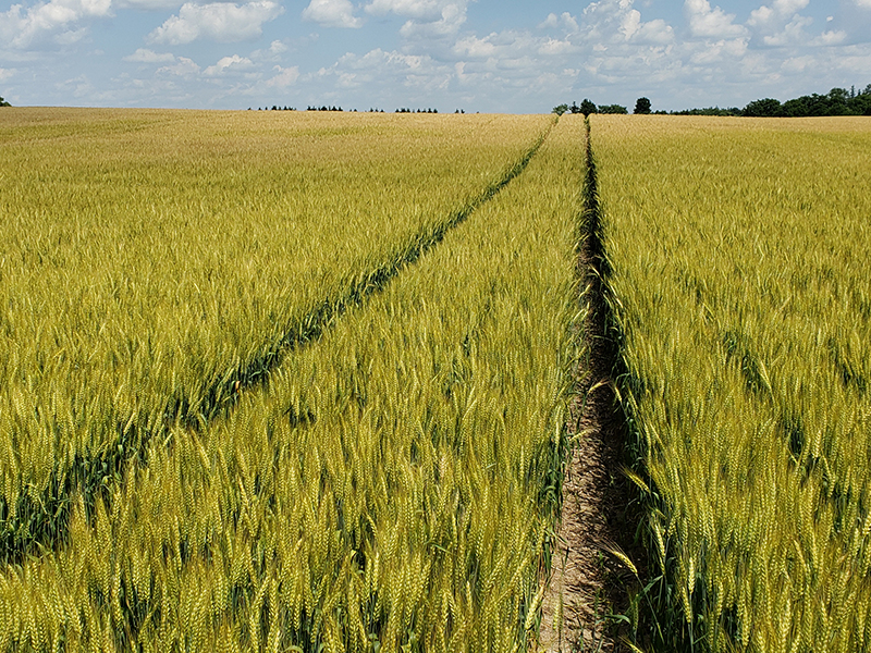 mature wheat field with sprayer tracks 