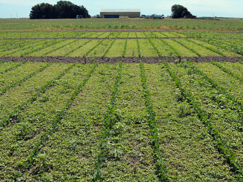 rows of young soybeans with the soil between rows covered in Palmer amaranth seedlings