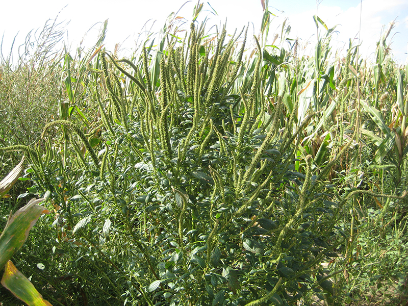 Large Palmer amaranth weed in the field with numerous seed heads