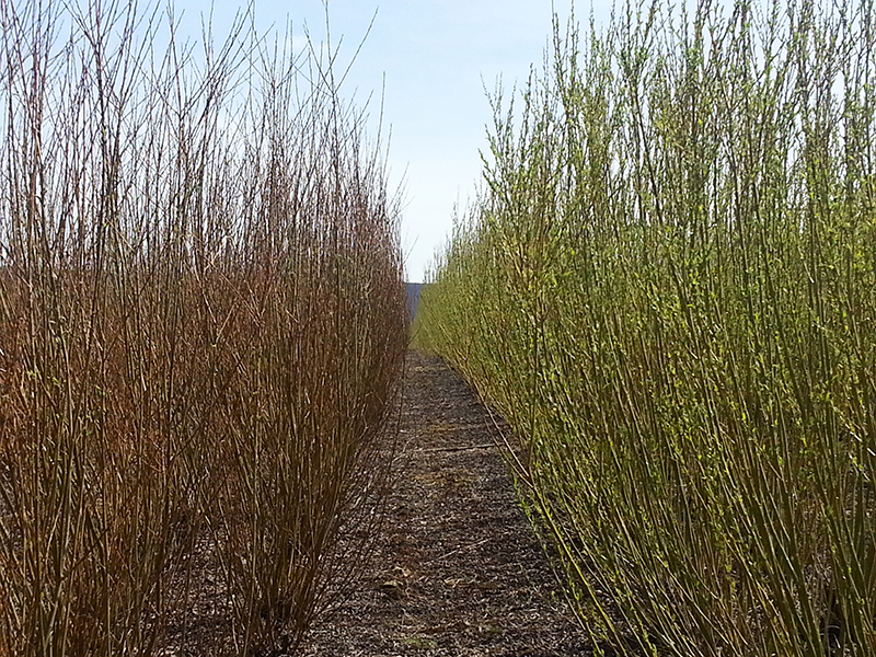 Two types of shrub willow growing side by side