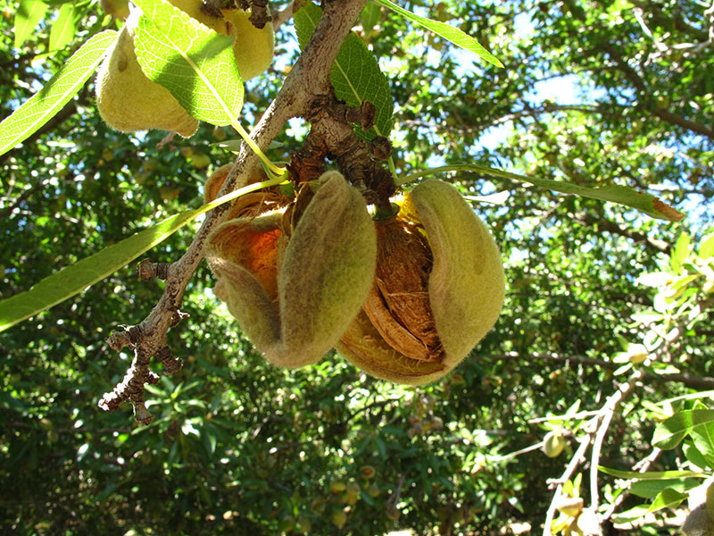 mature almond fruit on almond tree