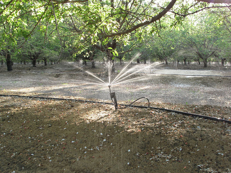 irrigation sprinkler watering almond trees