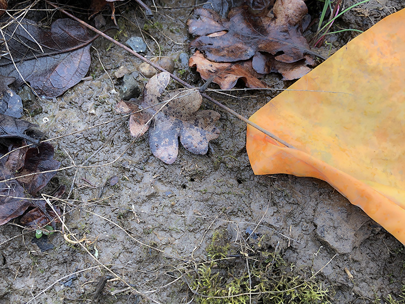 bee holes in wet ground