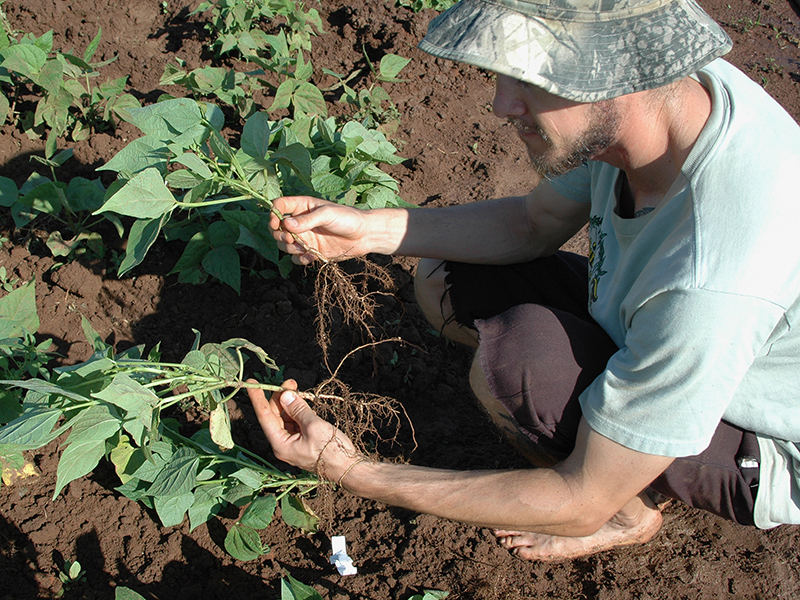 researcher holding soybean plants