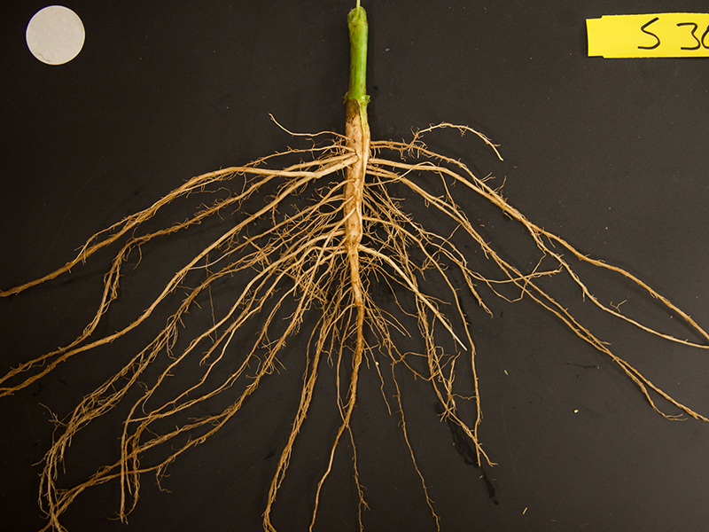 soybean roots