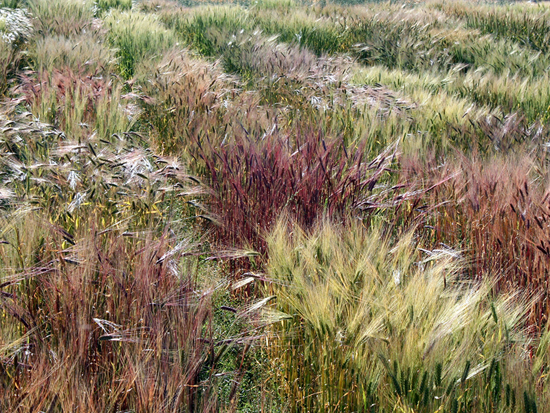 field of colorful barley varieties