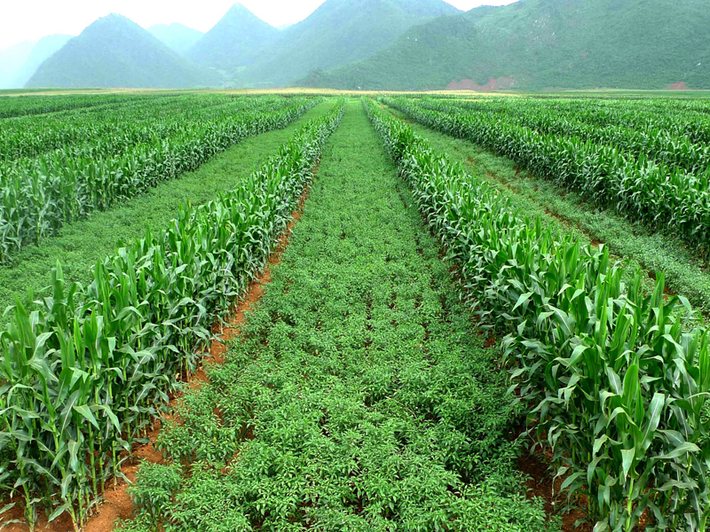 rows of chili between rows of maize