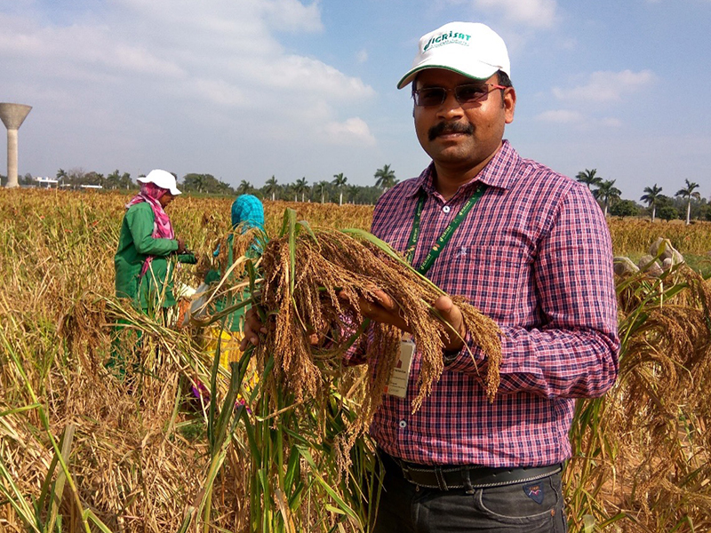 Researcher standing in a field holding up millet plants